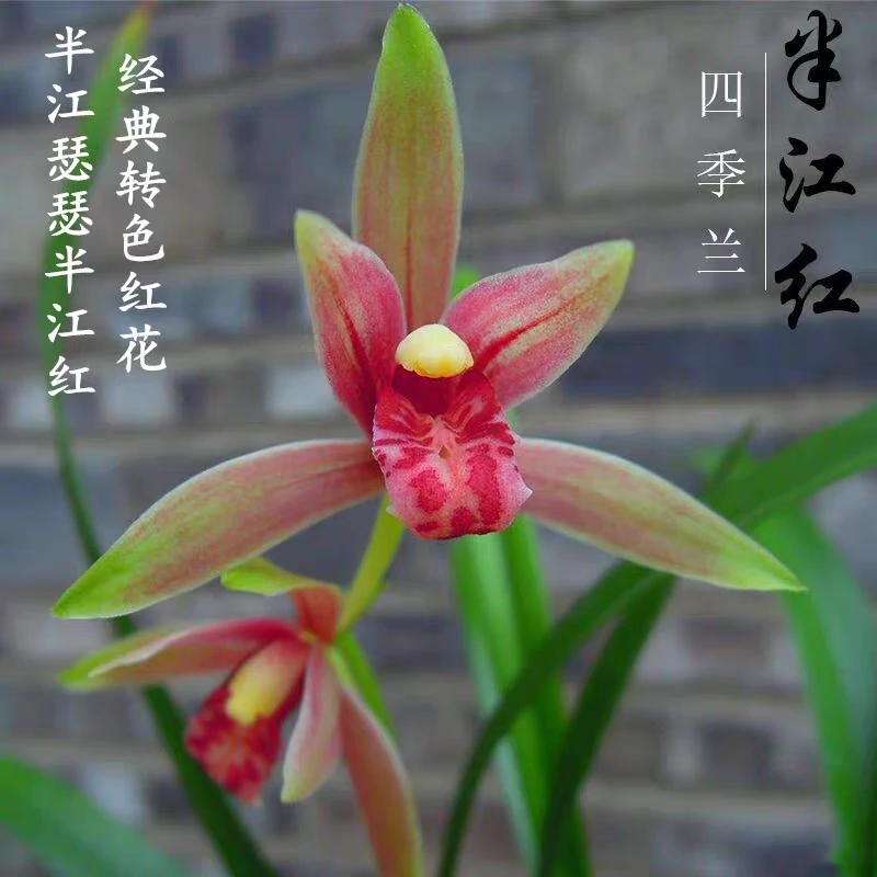 半江红 建兰转色红花老种兰花苗 书房办公桌花卉绿植高档趣味盆栽