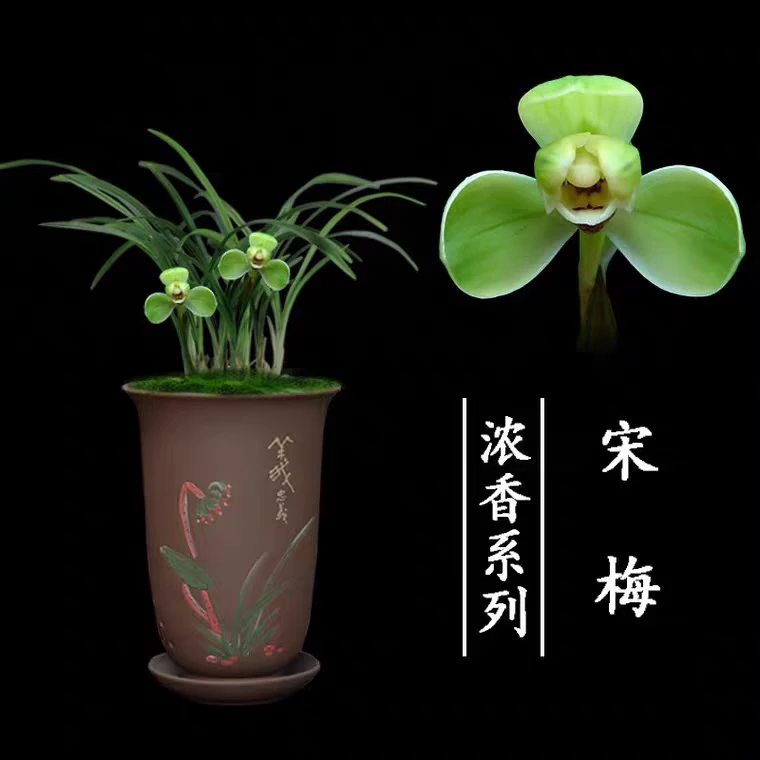 带花苞春兰老八种宋梅四大天王正格梅瓣正品盆香花卉矮种兰花苗