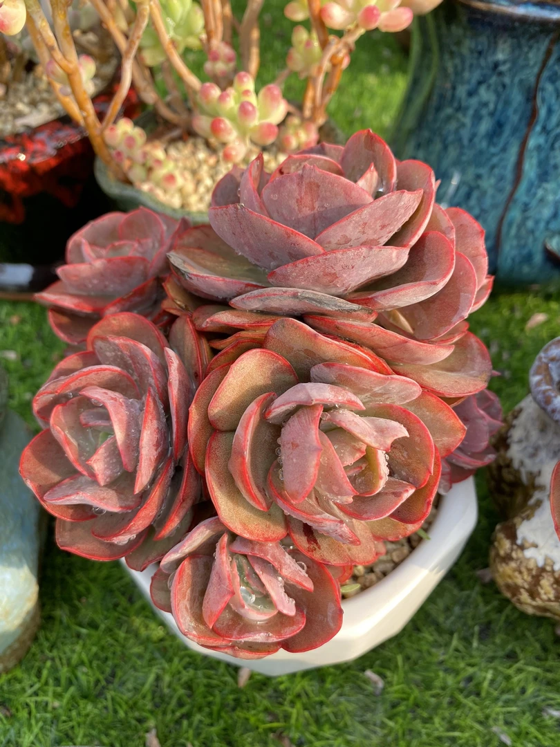 小叶秀妍，本店商品满48包邮