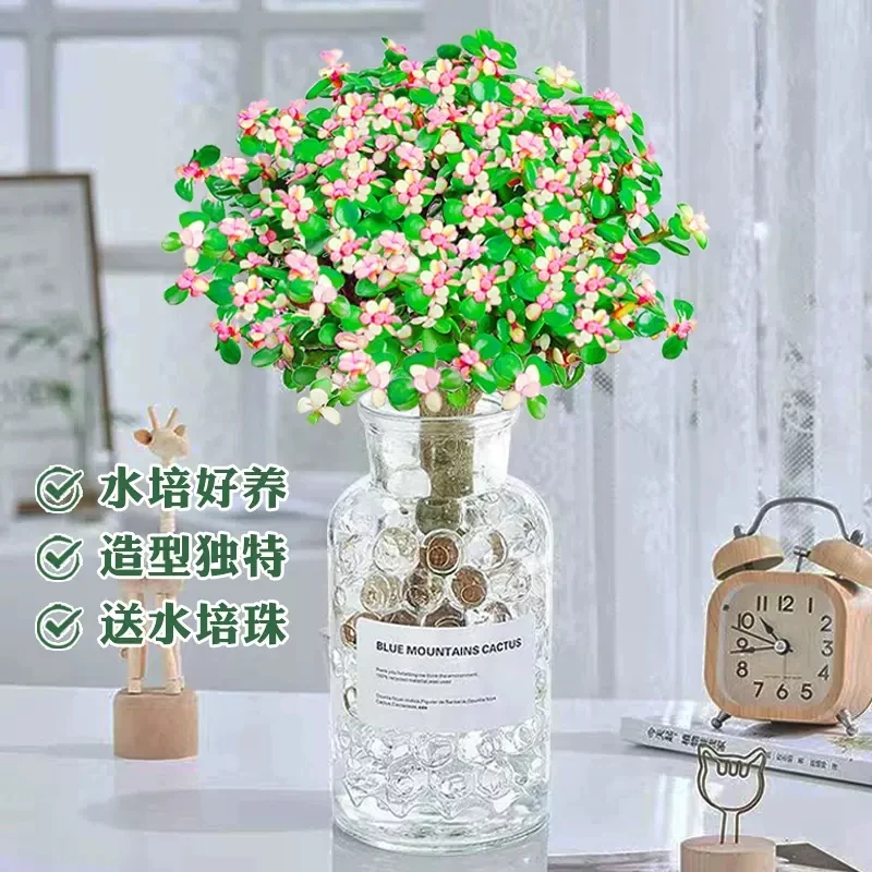 金枝玉叶盆栽老桩盆景水培多肉植物室内客厅绿植花卉好养造型肉肉