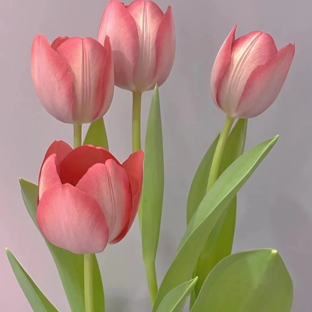 荷兰进口郁金香种球5度球水培土培耐寒带芽盆栽好养种子懒人四季