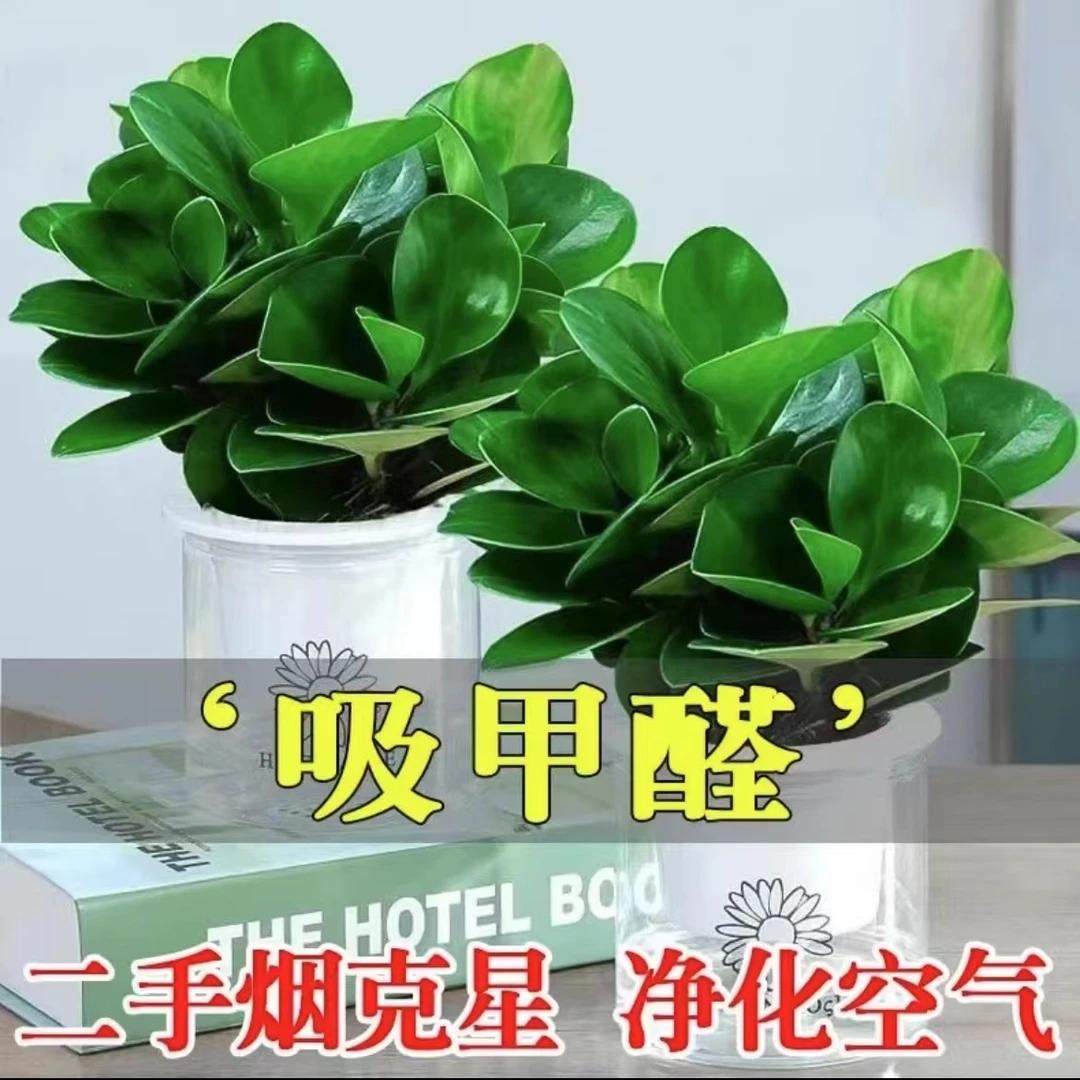 豆瓣绿多肉植物碧玉盆栽除甲醛净化室内空气桌面绿植花卉吸二手烟