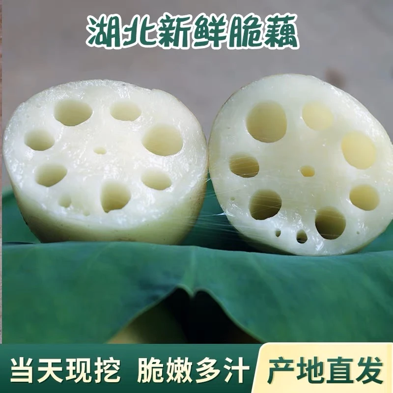 百里洲新鲜脆嫩莲藕 1～5斤清甜营养现挖现发清炒凉拌 快递包邮