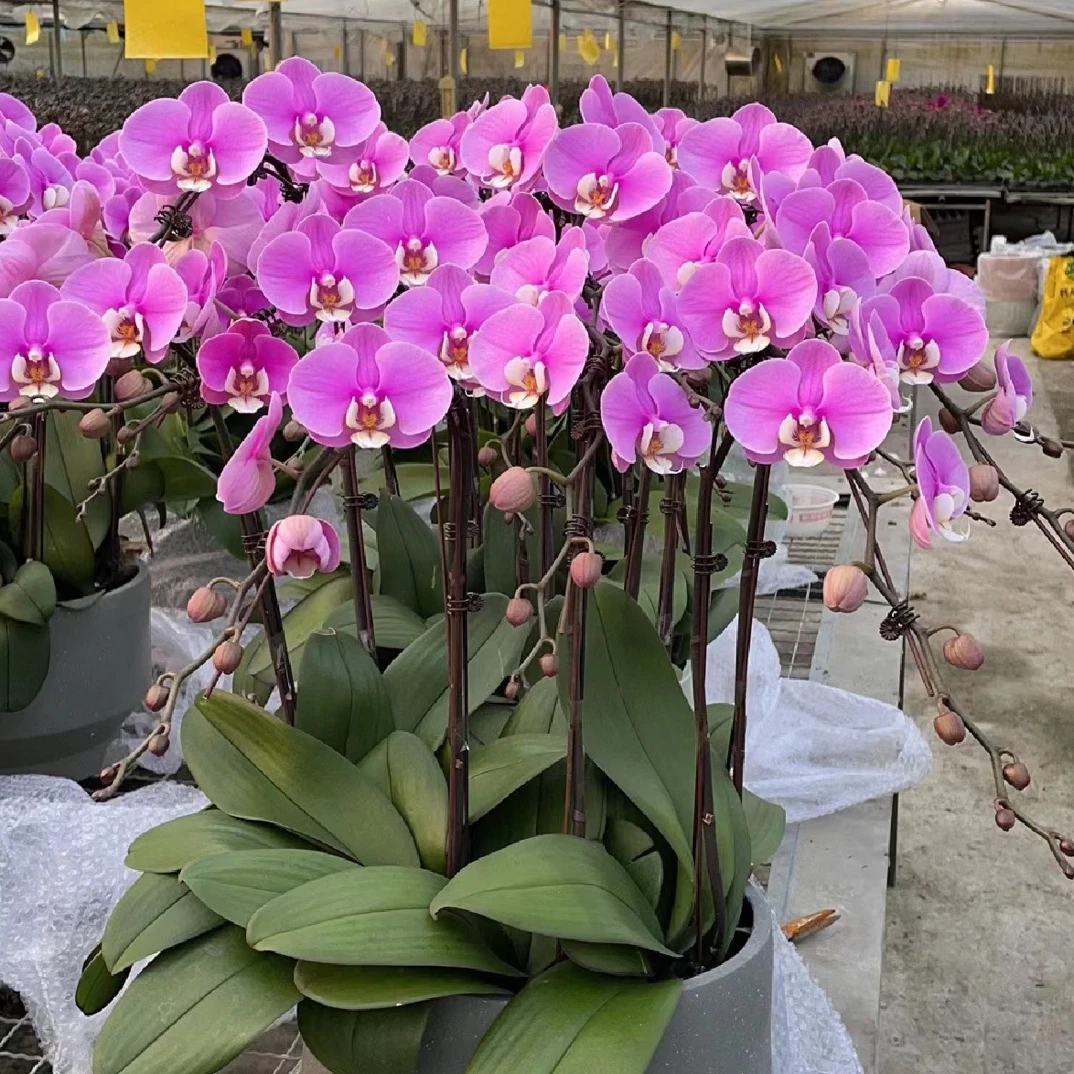 【安娜】抽剑抽梗苗，3.5加高杯，9公分粉色中大花（有双眼变异机率）