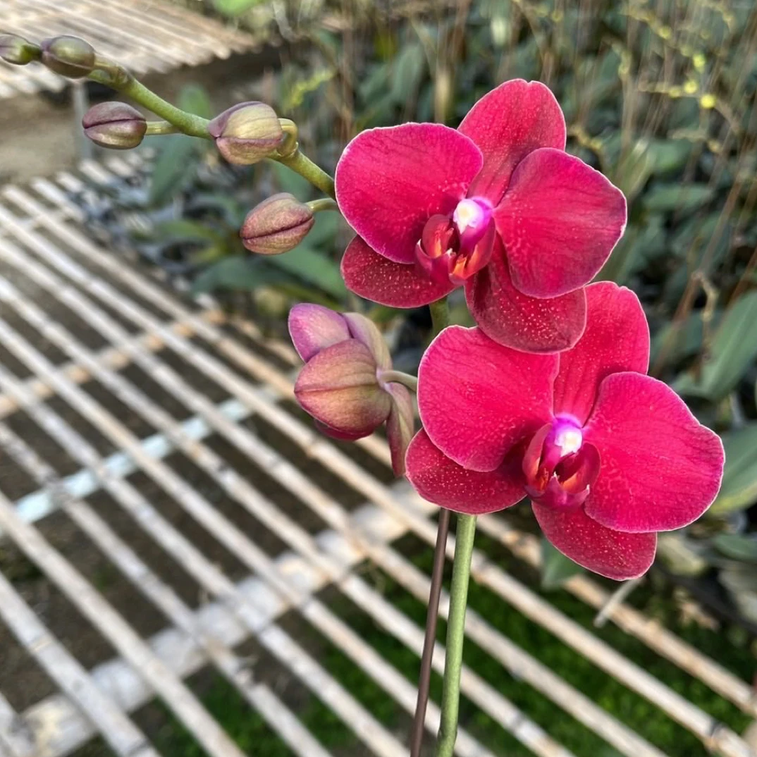 蝴蝶兰抽剑苗【拉菲】3.5平杯，酒红色丝绒质地中花