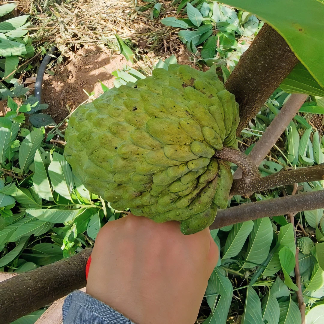【基地直发 顺丰包邮】现摘凤梨释迦果3斤大果4-5个坏果包赔成熟