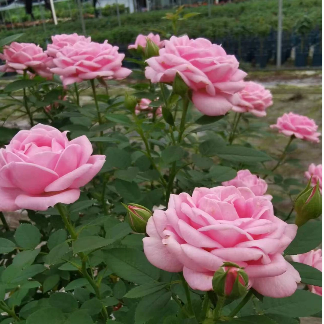 三生花卉 2加仑月季淑女棒棒糖