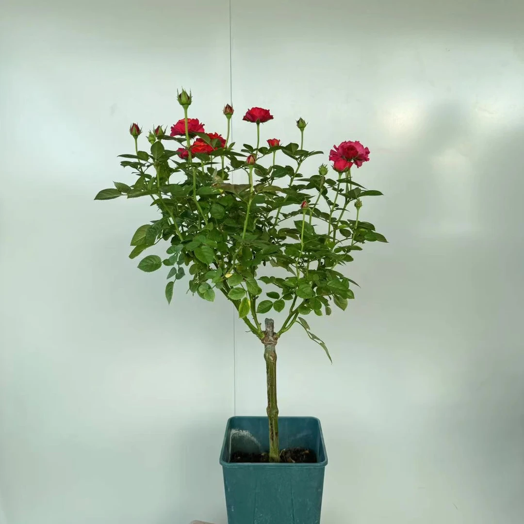 三生花卉 1加仑月季花火灵鸟棒棒糖