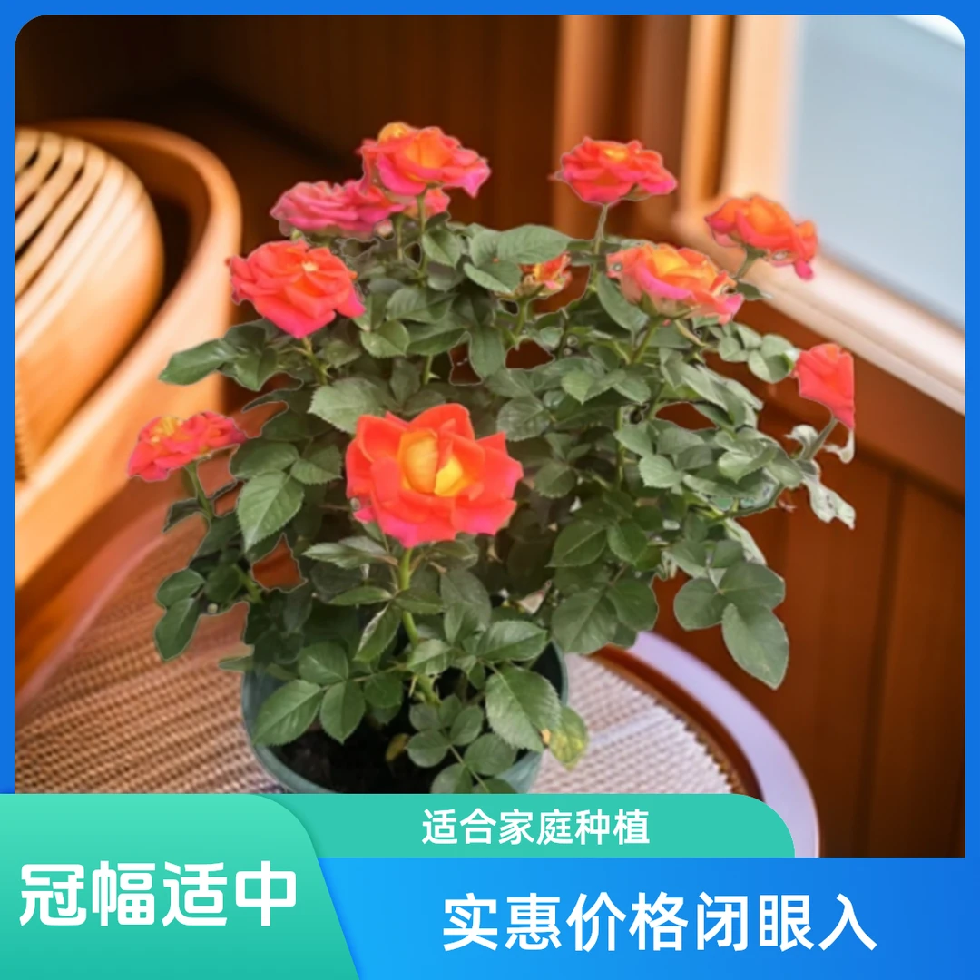 三生花卉 扦插苗 月季双鱼座