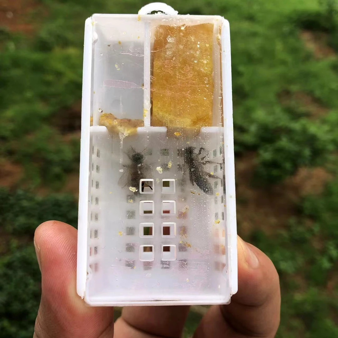 蜜蜂王中蜂蜂王高产繁殖快带强群王双色伏牛王土蜂蜂王优质蜂王笼