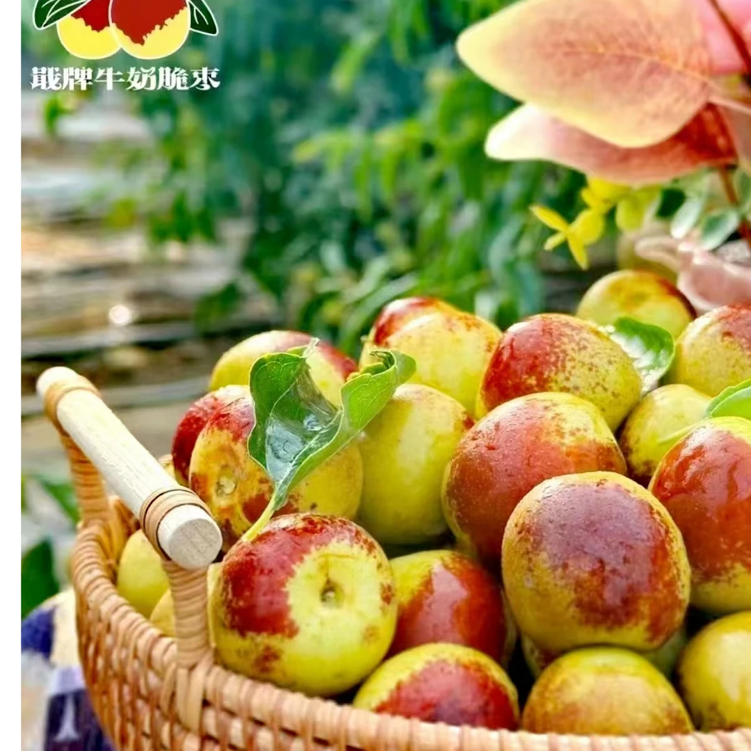 「戢牌5A牛奶脆冬枣」礼盒装肉厚核小细腻且无渣2kg礼盒装净重1.6kg