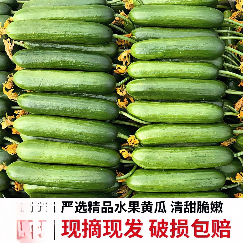 水果黄瓜2-5斤生吃小黄瓜清脆现摘爽脆小青瓜新鲜水果批发爽2-5斤
