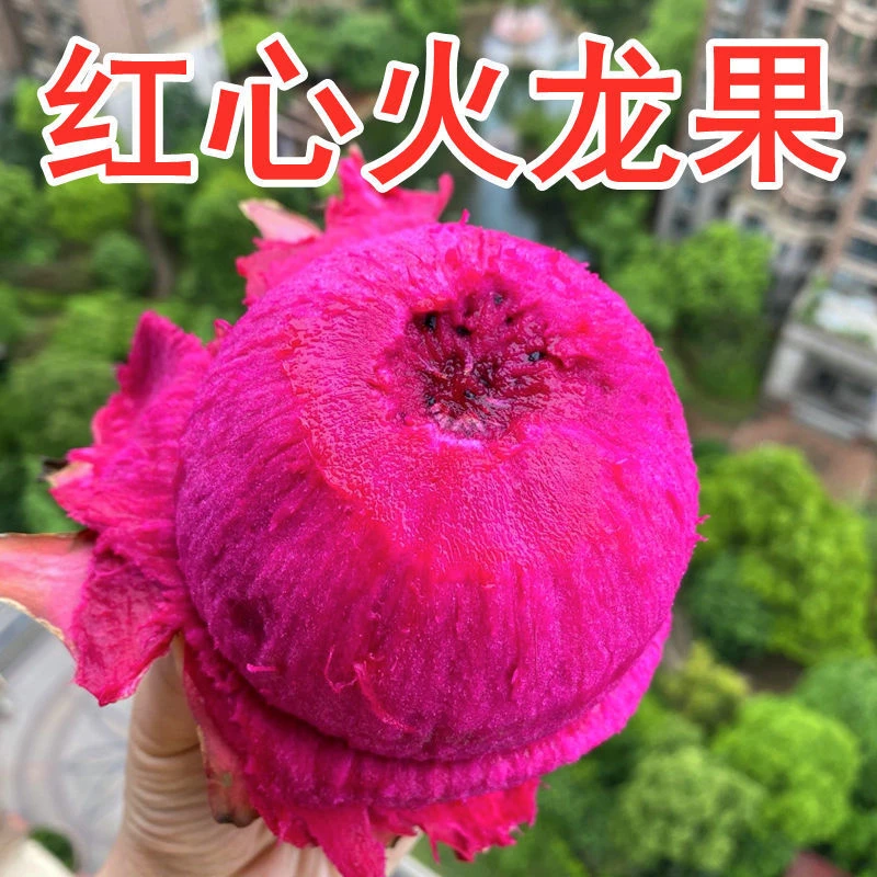 现摘红心火龙果金都蜜宝香甜多汁新鲜火龙果皮薄果香鲜嫩美味好吃