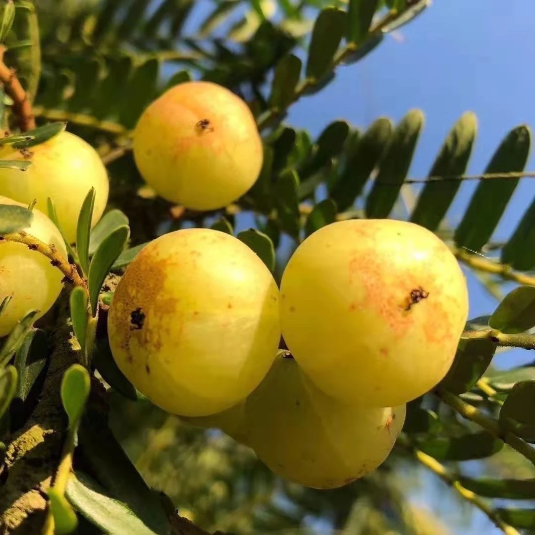 正宗潮汕柿饼余甘果高山纯手工采摘煲汤孕妇营养水果甜油甘牛柑果