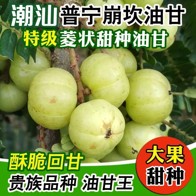 潮汕油甘果新鲜柿饼甜种油甘王饼甜油甘余甘果牛甘果孕妇水果榨汁