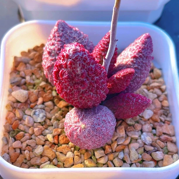 北冥水泡 实生水泡 多肉植物 天锦章 奇趣 叶片 叶插苗 一物一拍