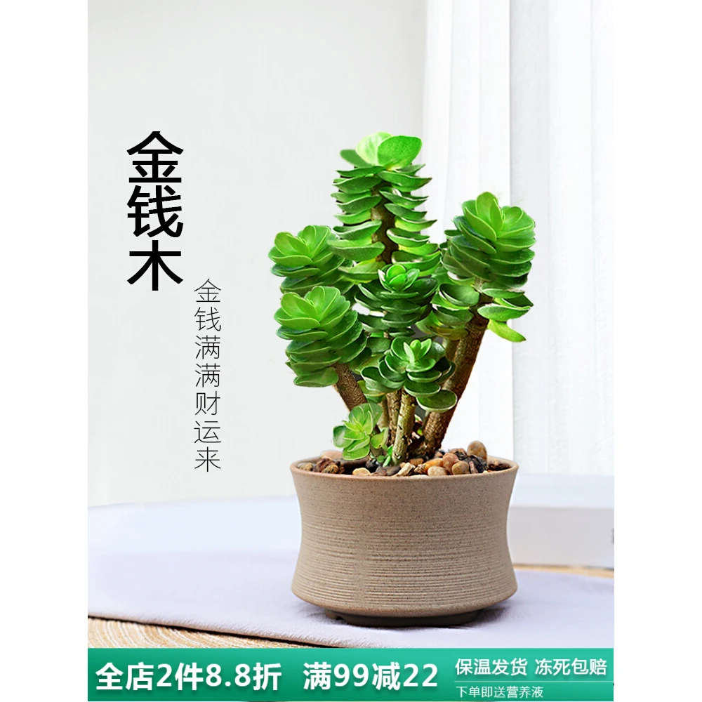 金钱木老桩盆栽多肉植物桌面肉肉小绿植室内好养植物净化空气盆栽