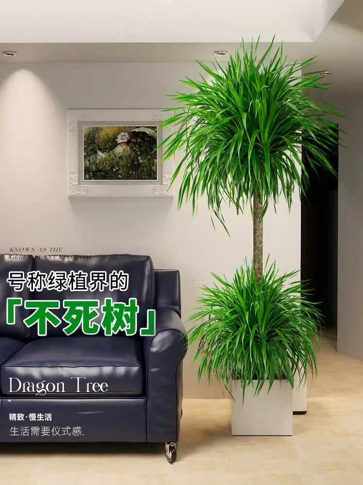 龙血树龙须树大型绿植多头龙铁树发财树室内客厅盆栽花卉植物盆景