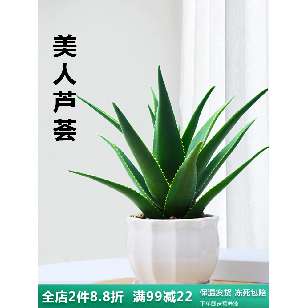 芦荟盆栽美容可食用室内净化空气植物适合办公室桌面好养易活绿植
