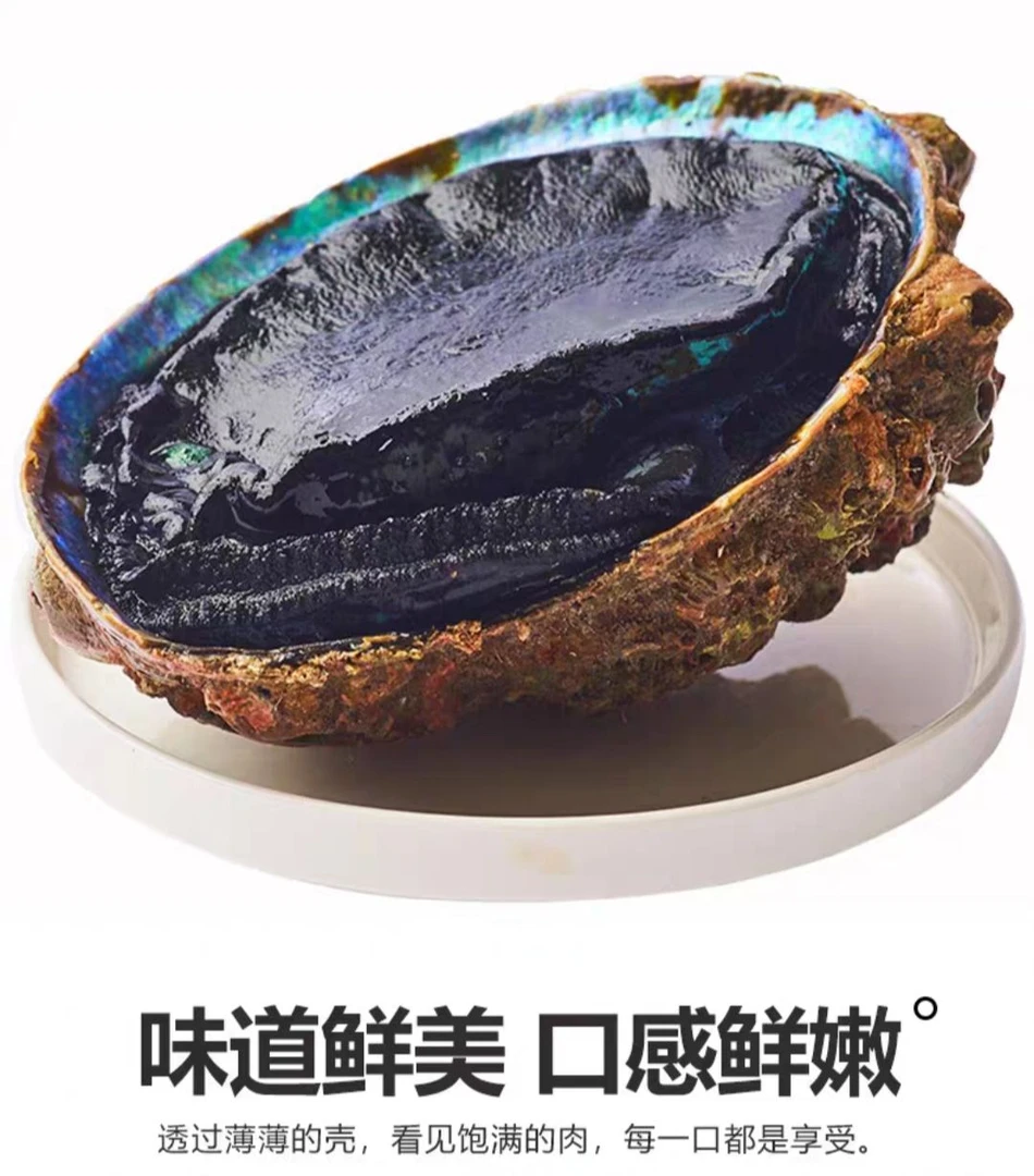 【顺丰空运】新西兰进口黑金鲍鲜活发货深海鲜甜美味刺身1-1.5斤/只