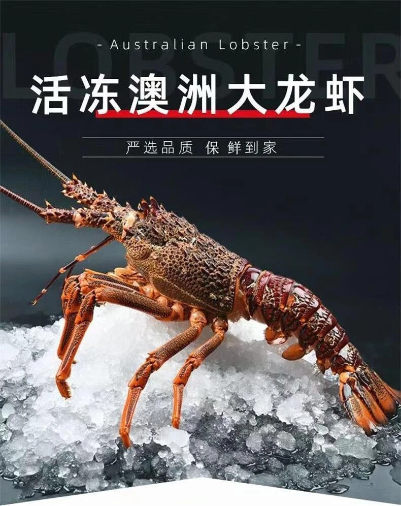 【顺丰空运】新鲜活冻澳洲超大龙虾冷冻发货饱满鲜嫩3-6斤左右/只