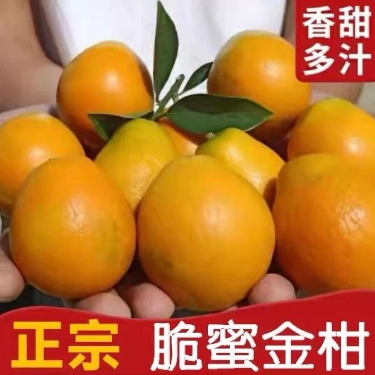【顺丰包邮】融安脆蜜金桔纯甜多汁皮薄无籽甄选时令优质新鲜脆蜜