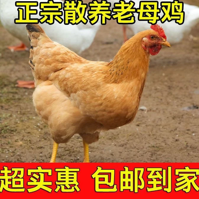 自家养殖老母鸡跑山鸡