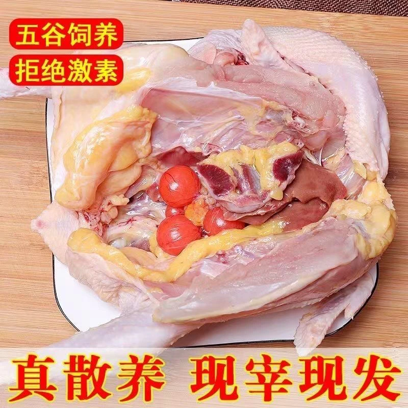 正宗土鸡2年散养农家散养草鸡柴鸡活鸡现杀月子鸡笨鸡老母鸡