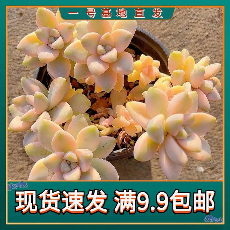 【美杏锦 满9.9包邮】 星花怒放 阳台露台办公室绿植植物栽种养护叶