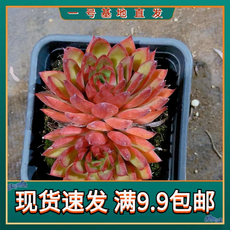 【吉赛尔 满9.9包邮】星花怒放阳台露台办公室绿植植栽种养护