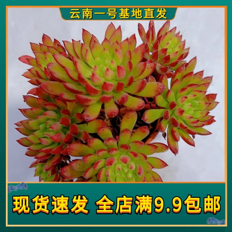【老桩红辉殿 满9.9包邮】星花怒放 阳台露台办公室绿植植栽种养护