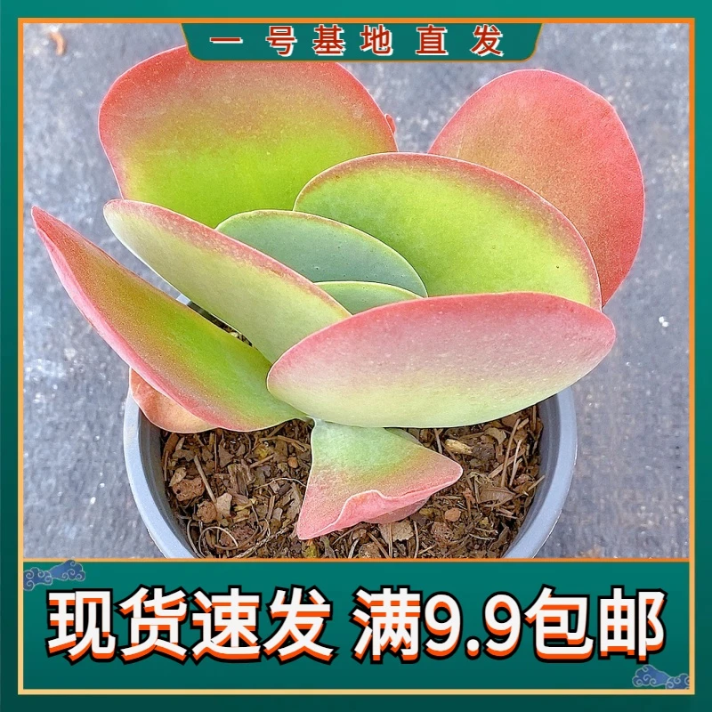 【唐印蝴蝶仙子 满9.9包邮】星花怒放阳台露台办公室绿植栽种养护四
