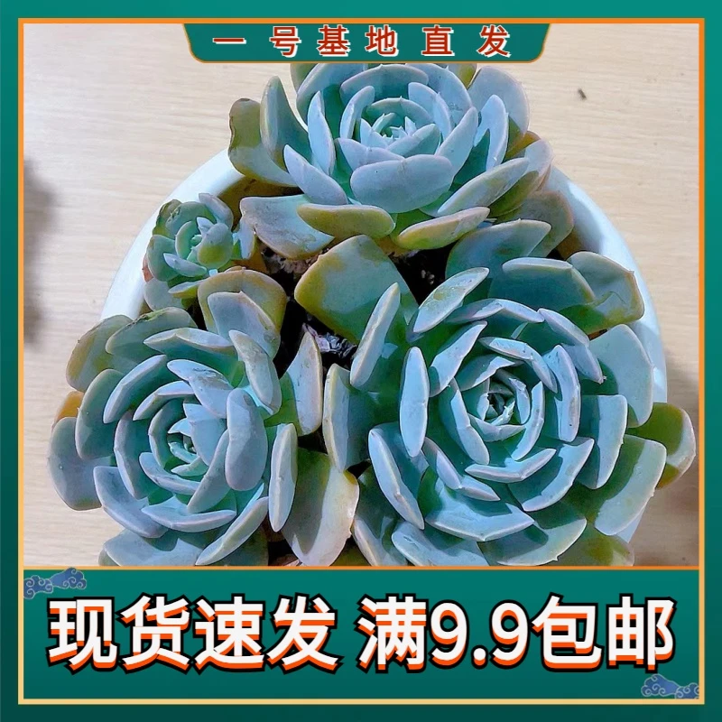【鲁氏石莲 满9.9包邮】 二哥多肉 多肉植物栽种养护叶片空气上盆