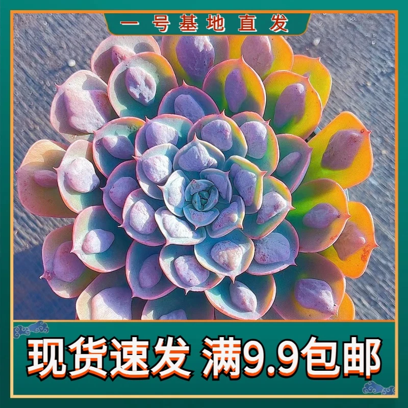 【宝塔雨滴 满9.9包邮】星花怒放阳台露台办公室绿植植物栽种养护
