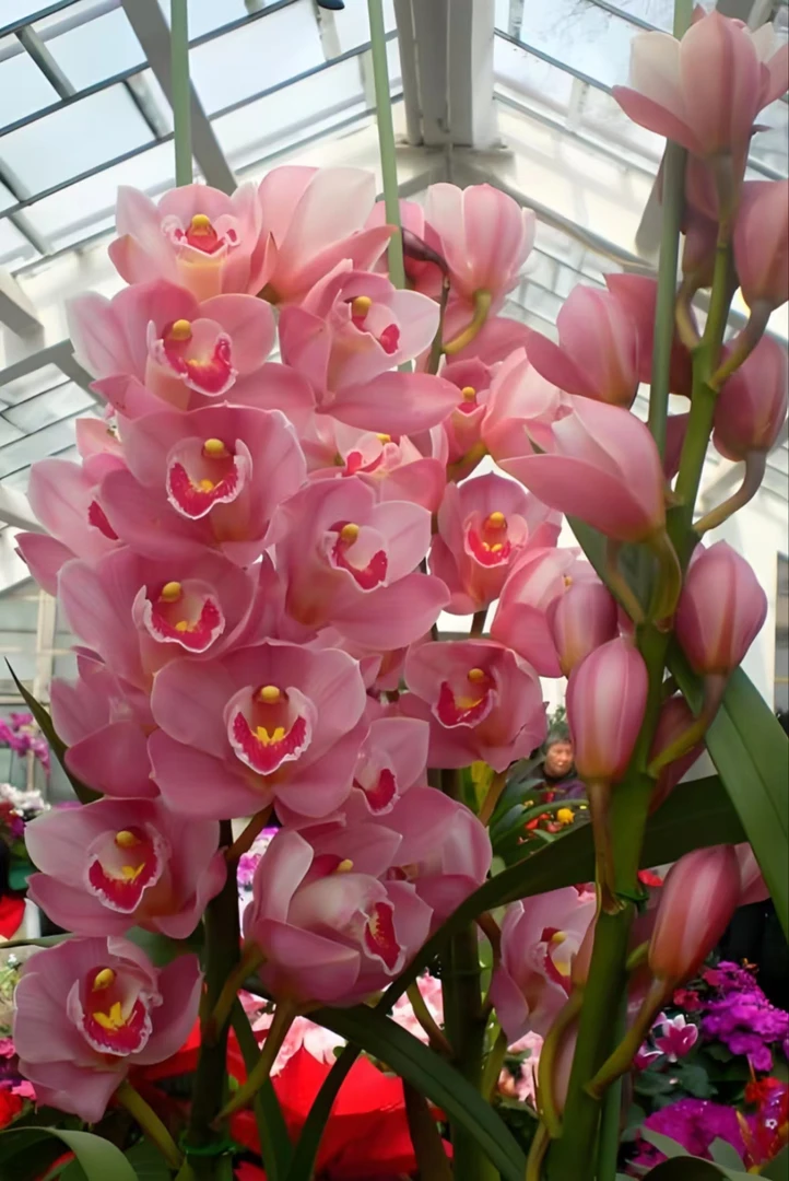 大花蕙兰【福娘】粉色大花花型超大美美哒