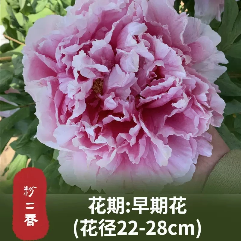 【粉二乔】臻品：粉二乔5年 菏泽牡丹苗绿植基地直发护心土盆栽地栽