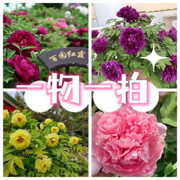 【一物一拍】珍品  菏泽牡丹树苗绿植基地直发带护心土盆栽地栽