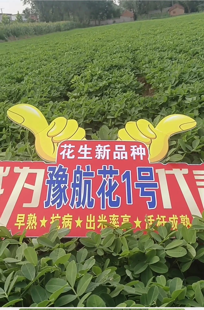 豫航花1号航天诱变太空培育花生新品种