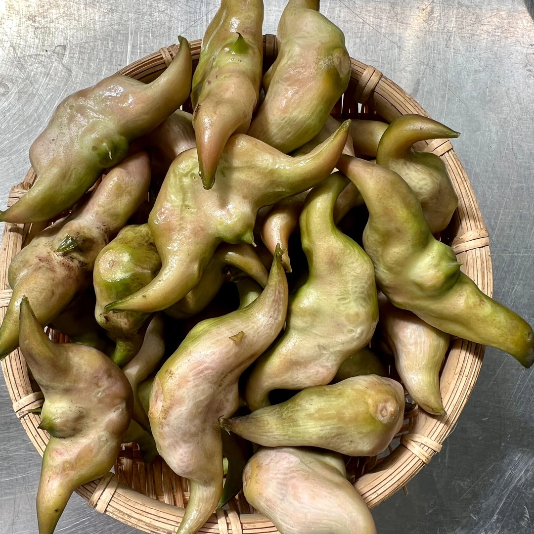 洪湖现摘现发应季新鲜嫩菱角清甜新鲜菱角 【顺丰包邮】