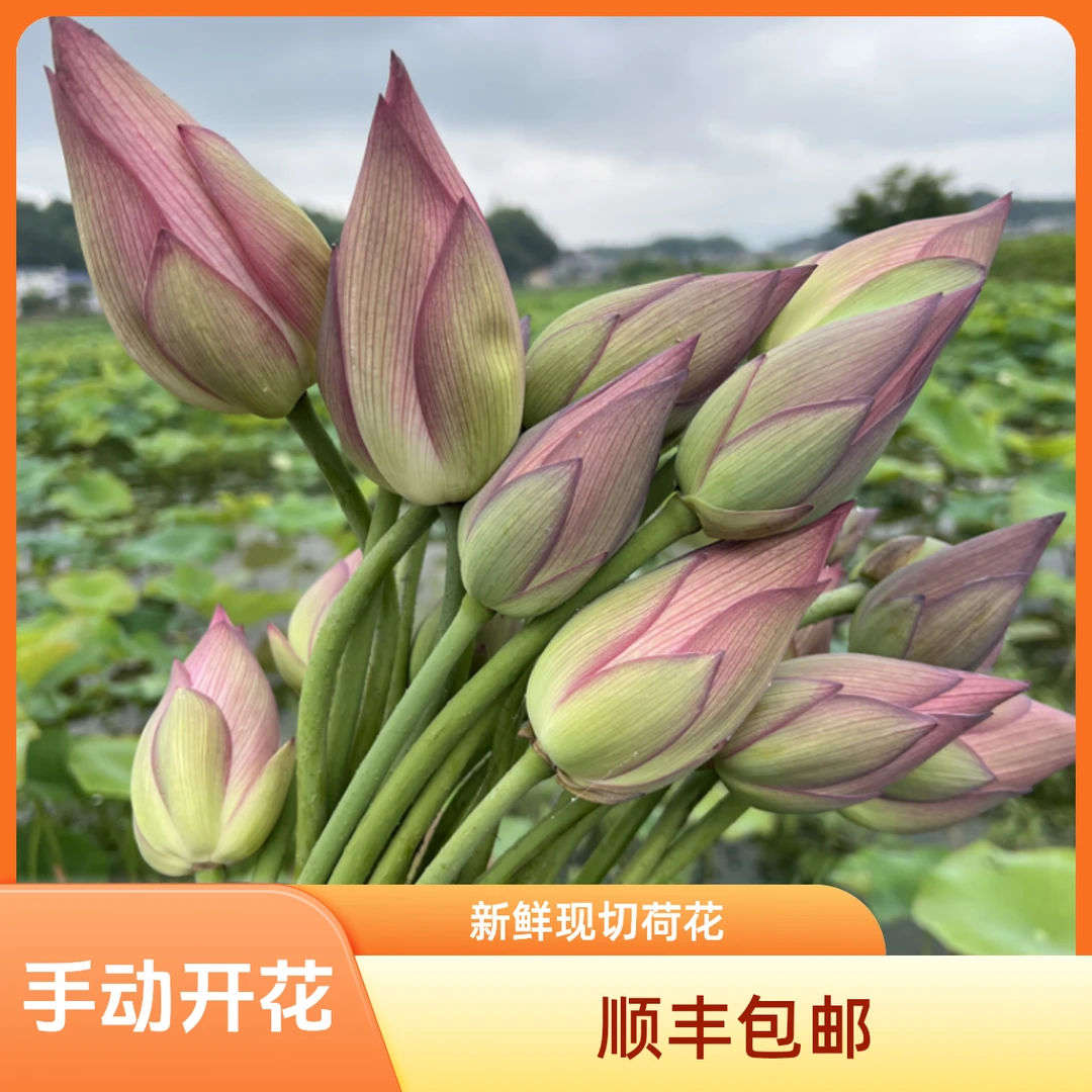洪湖新鲜现切荷花观赏莲花手动开花花骨朵荷叶顺丰包邮