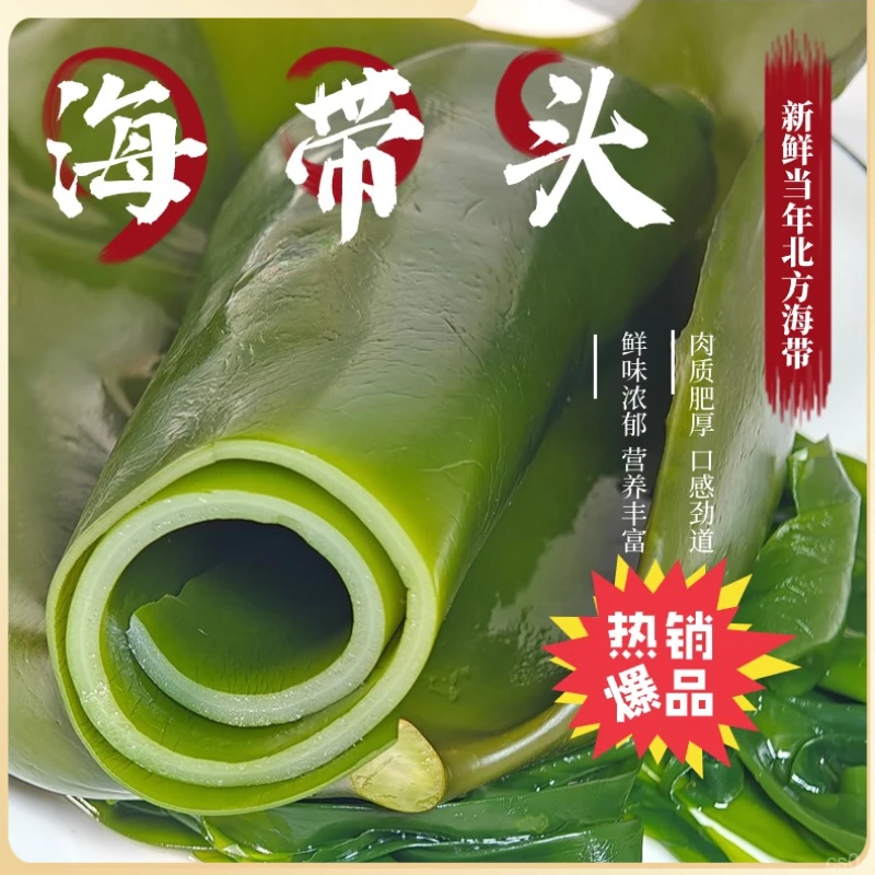 荣成海带盐渍海带头正宗饭店营养鲜味冷冻凉拌炖汤鲜海带头海带头