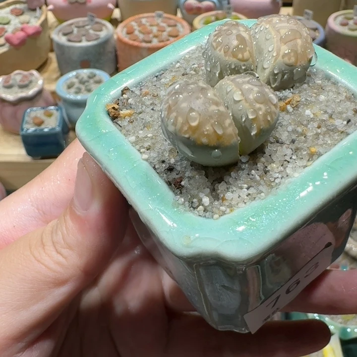 红陶20CM（含）-50CM（不含）蘑菇-763