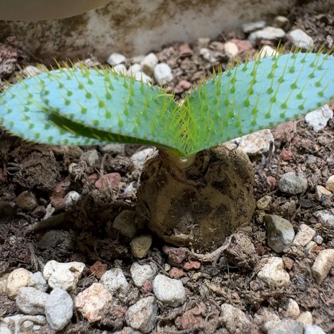 红陶20CM（含）-50CM（不含）68刺叶灯台百合