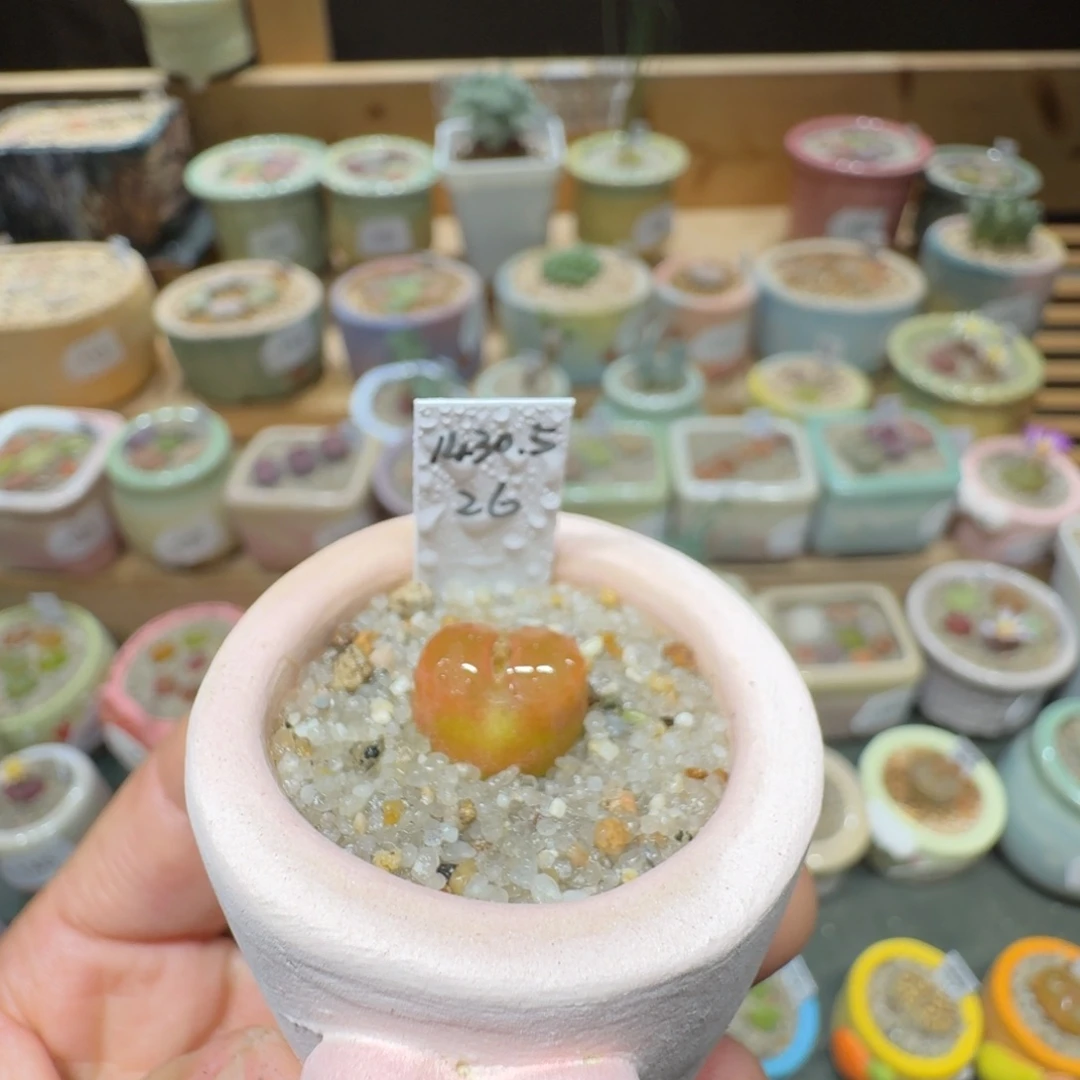 红陶20CM（含）-50CM（不含）蘑菇168