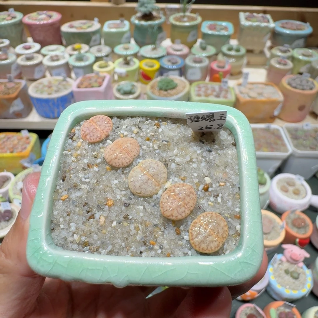 红陶20CM（含）-50CM（不含）蘑菇556