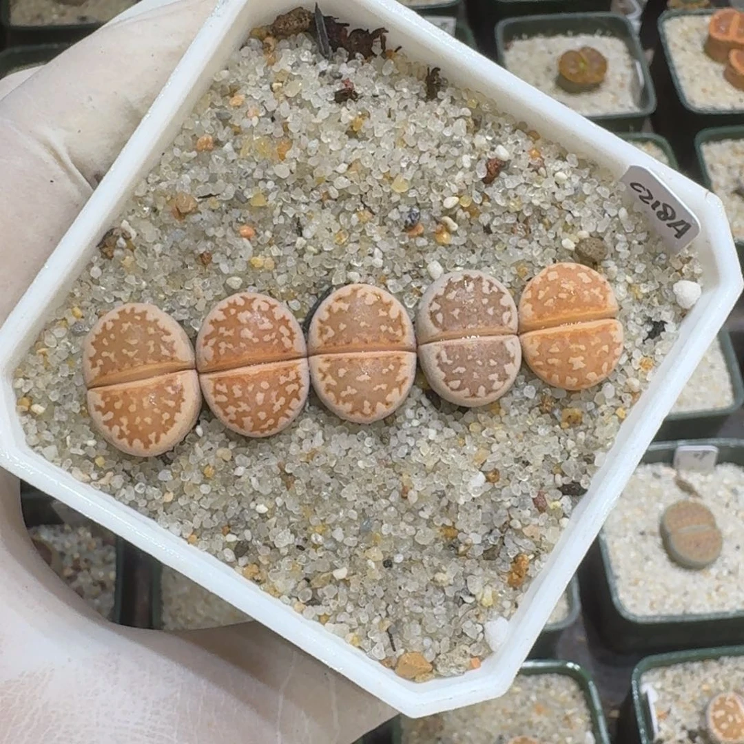 红陶多*1112-65饼干218