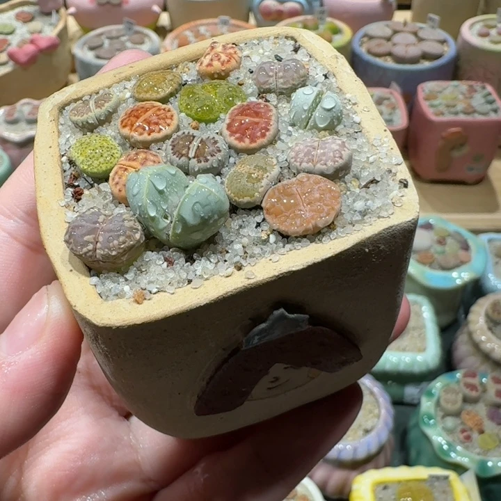 红陶20CM（含）-50CM（不含）蘑菇-760