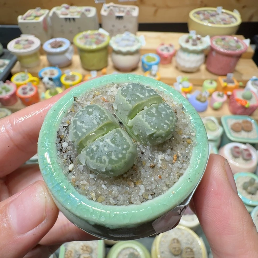 红陶20CM（含）-50CM（不含）蘑菇-491