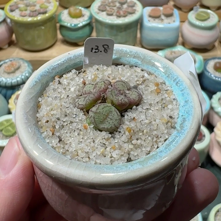 红陶20CM（含）-50CM（不含）蘑菇-219