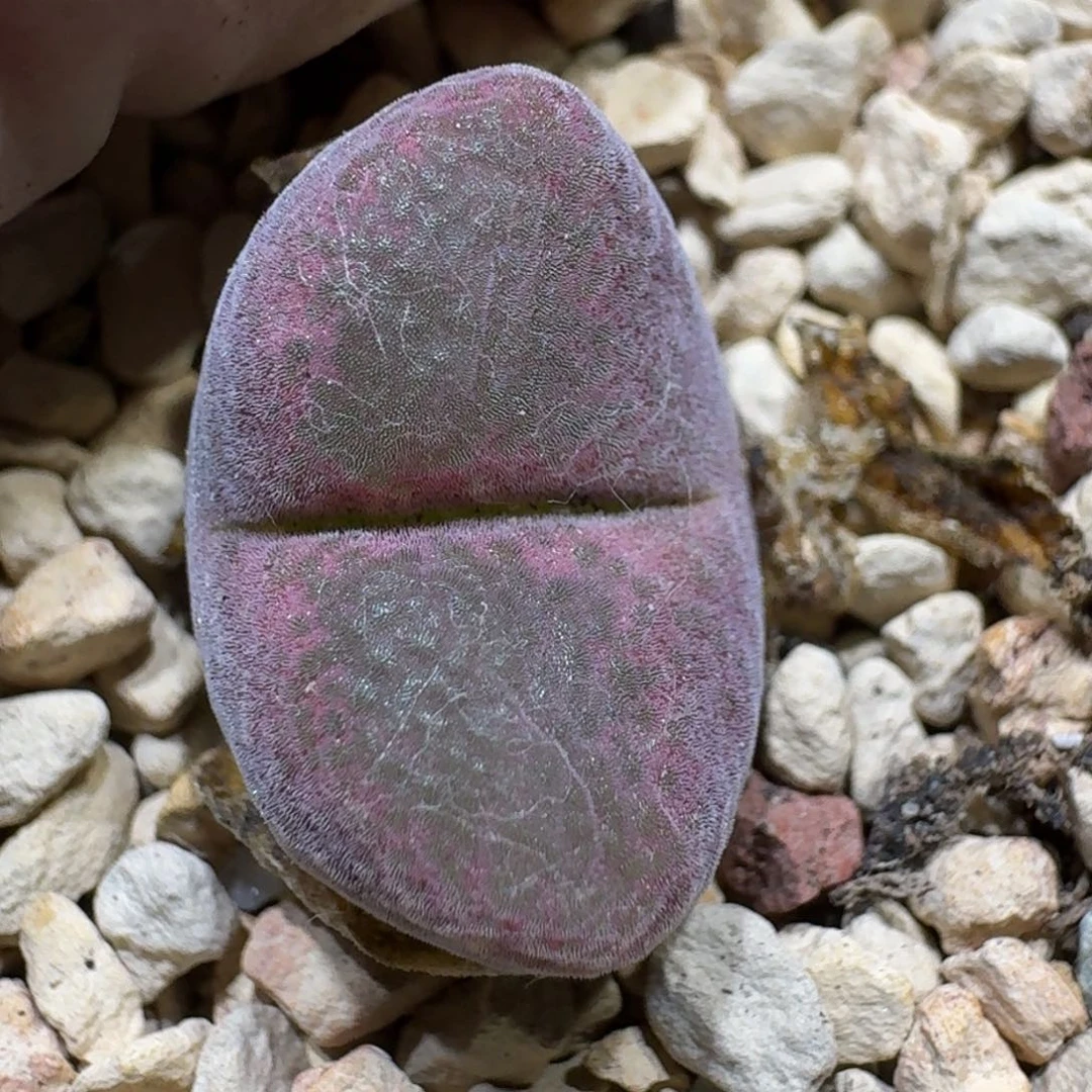 S****g0923-49海豚肉锥肉锥